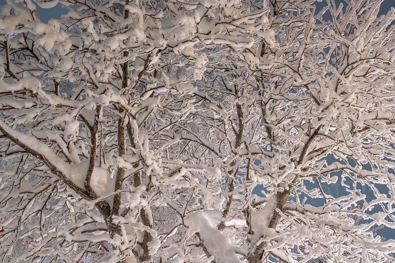 Snowy birch trees, Gällivare, Norrbotten, Lapland, Sweden, December 2023