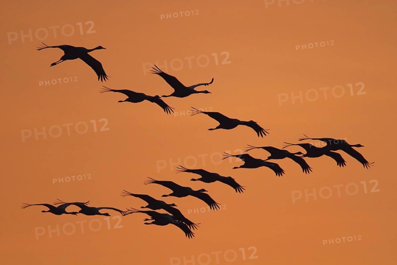 Common Crane (Grus grus), Mecklenburg-Western Pomerania, Germany