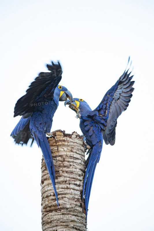 Hyacinth Macaw (Anodorhynchus hyacinthinus) Pantanal Brazil