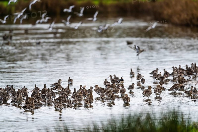 Eurasian Curlew, Numenius arquata, birds on marshes