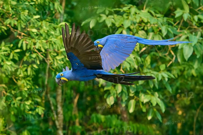 Two flying hyacinth macaws move in unison through a forest, hyacinth macaw (Anodorhynchus hyacinthinus), Bonito, Pantanal, Brazil