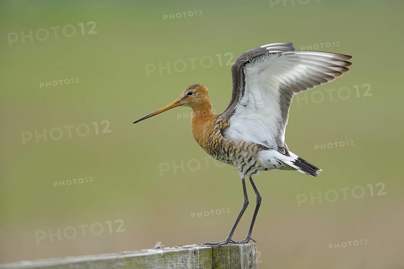 Uferschnepfe (Limosa limosa), Black-tailed Godwit, landender Altvogel auf Sitzwarte, Mai, Nijkerk, Niederlande