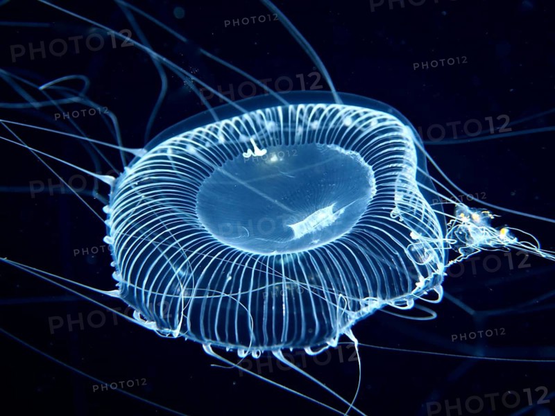 A transparent jellyfish, the crystal jellyfish (Aequorea forskalea), floats in deep, dark water with its long tentacles, dive site, Riviera Beach, Florida, USA