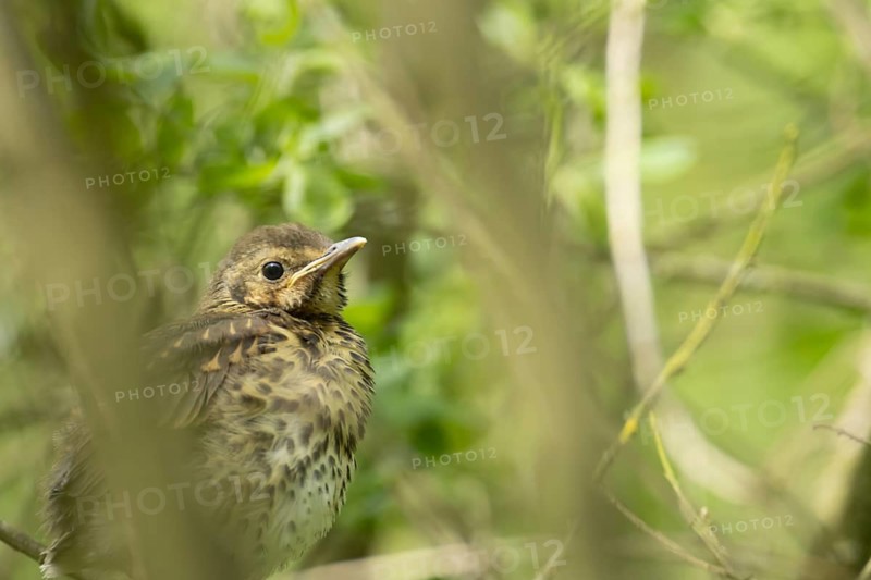 Song thrush (Turdus philomelos) juvenile baby bird in a hedgerow, Suffolk, England, United Kingdom
