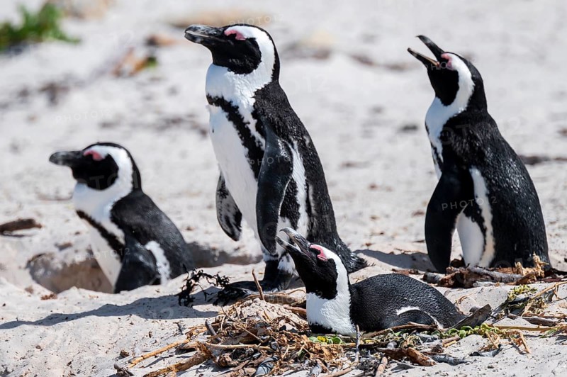 Spectacled penguins (Spheniscus demersus) breeding with nest, Boulder Beach, Western Cape, Simon's Town, South Africa