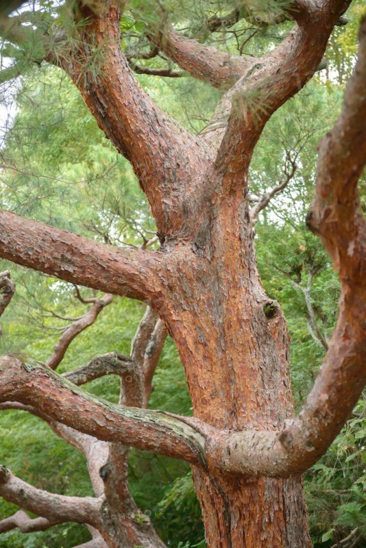 Japanese red pine (Pinus densiflora), Super Rindo Forest Road, Kyoto, Honshu, Japan