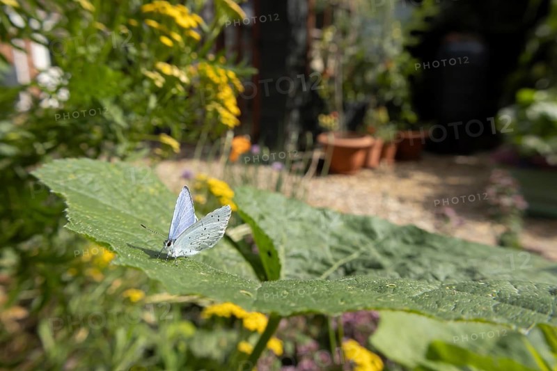 Holly blue butterfly (Celastrina argiolus) adult insect resting on a garden Hollyhock leaf in summer, Suffolk, England, United Kingdom
