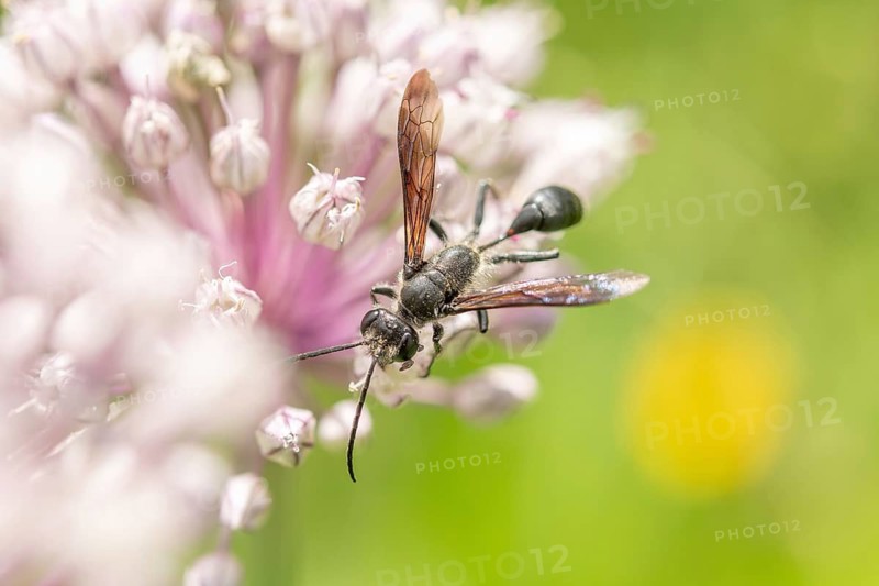 Mexican isodont (Isodontia mexicana) looking for pollen on a pink flower Bas rhin, Alsace, grand est, France