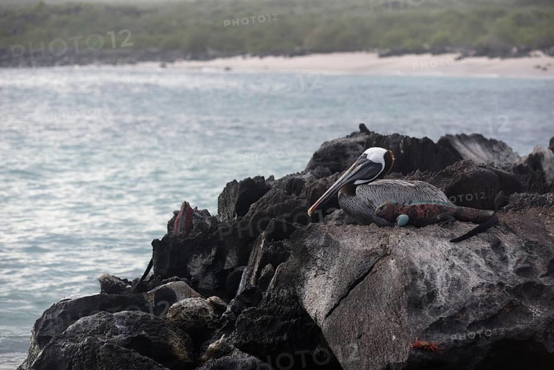 A brown pelican and a colorful marine iguana siting quietly atop jagged volcanic rocks, overlooking the serene beach and ocean in the Galapagos Islands, Ecuador
