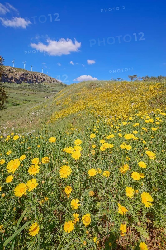 Wild flowers blooming and in the background wind turbines, Realmonte, Agrigento, Sicily, Italy