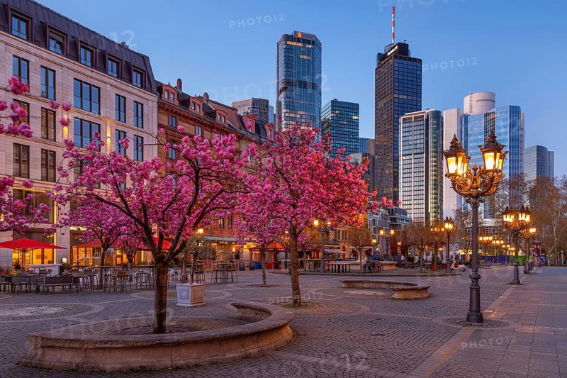 The ornamental cherries on Opernplatz in Frankfurt am Main, near the Alte Oper, are in full bloom in spring, Frankfurt am Main, Hesse, Germany
