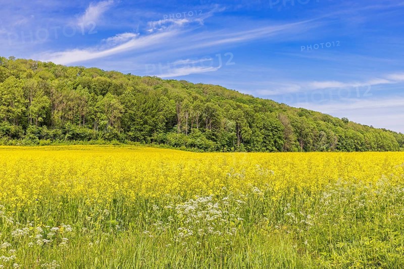 Flowering rapeseed field by a wooded hill a sunny summer day in the countryside