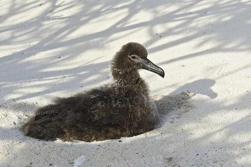 Black-footed Albatross (Phoebastria nigripes), Hawaii, USA