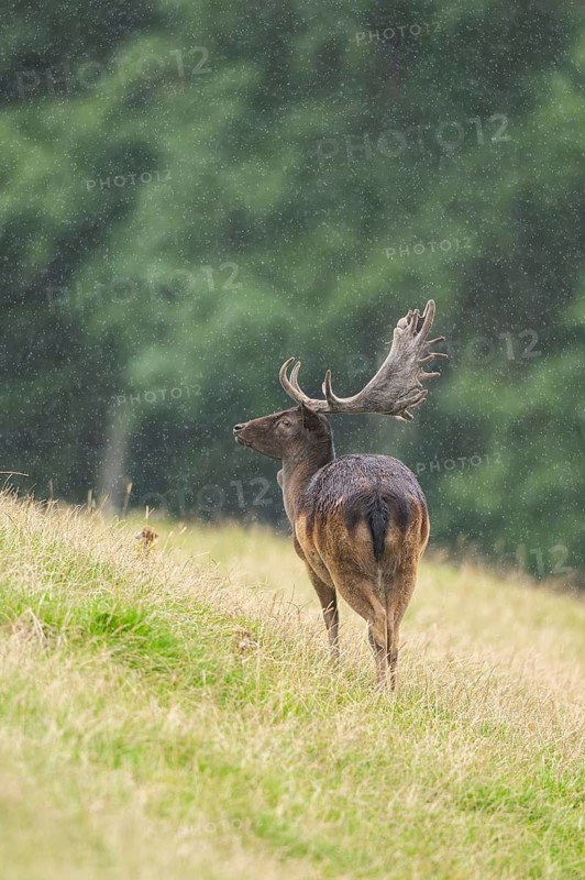 European fallow deer (Dama dama) stag on a meadow, tirol, Kitzbühel, Wildpark Aurach, Austria