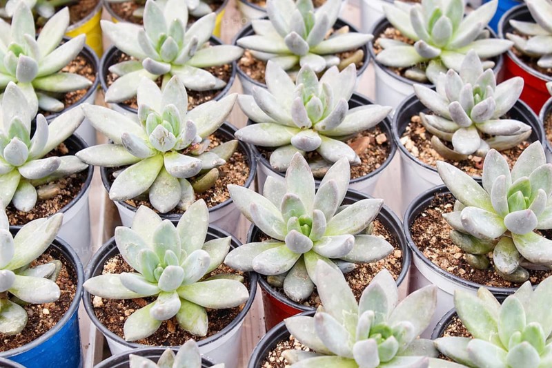 Various types of succulent in flower pots in the greenhouse. Closeup, selective focus