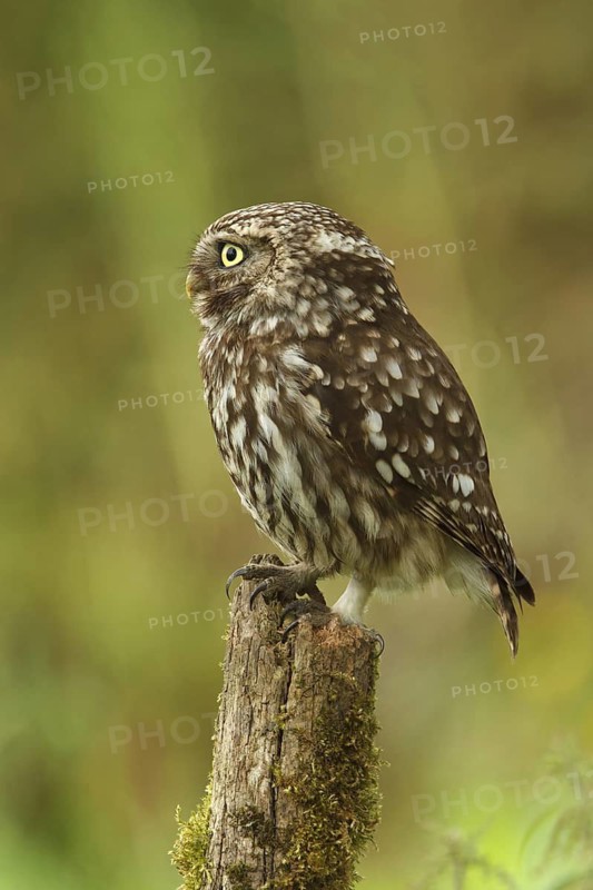 Little Owl (Athene noctua), Utrecht, Netherlands