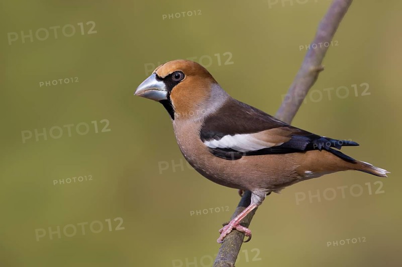 Hawfinch - Kernbeisser - Coccothraustes coccothraustes, Germany