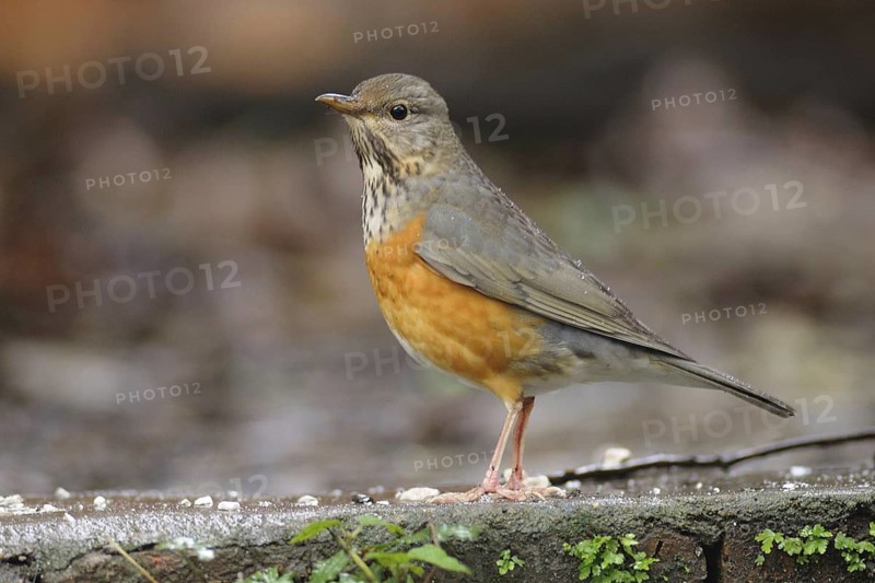 Grey-backed Thrush (Turdus hortulorum), Poyang Lake, China