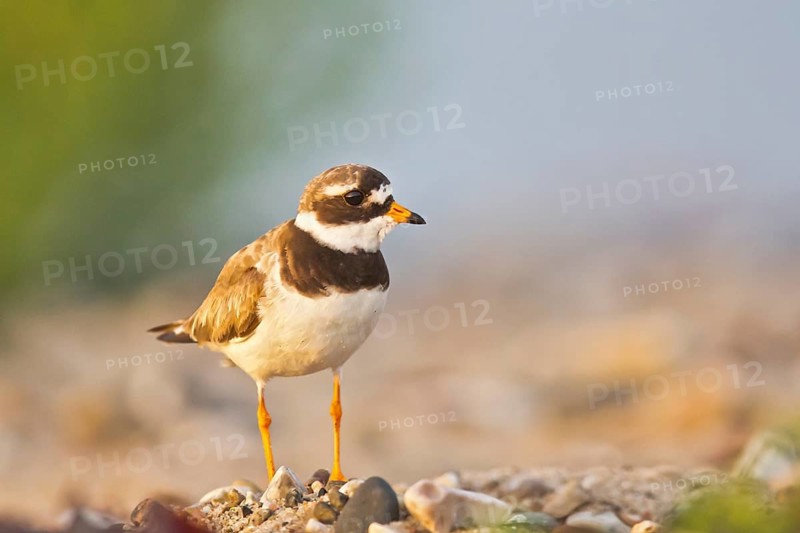 Common Ringed Plover (Charadrius hiaticula), Schleswig-Holstein, Germany