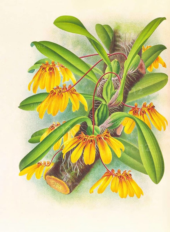 Orchid, Cirrhopetalum mastersianum, authentic reproduction of an illustration by Jean Jules Linden (1817 - 1898), Luxembourgish-Belgian botanist, one of the fathers of orchid research, Historical