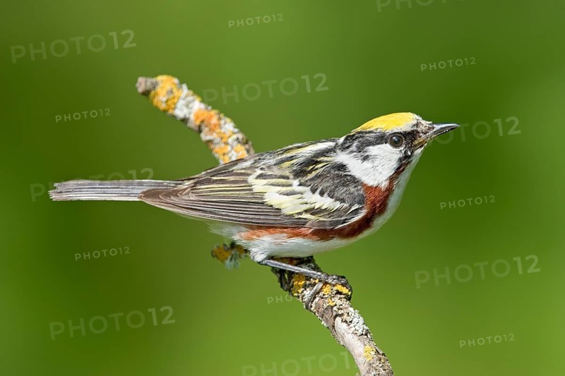 Chestnut-sided Warbler Dendroica pensylvanica Tamarack, Aitkin County, Minnesota, USA 28 June Adult Male Paurilidae