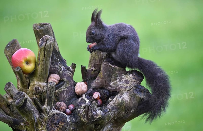Squirrel, (Sciurus) eating nuts in the garden, Schleswig-Holstein, Germany