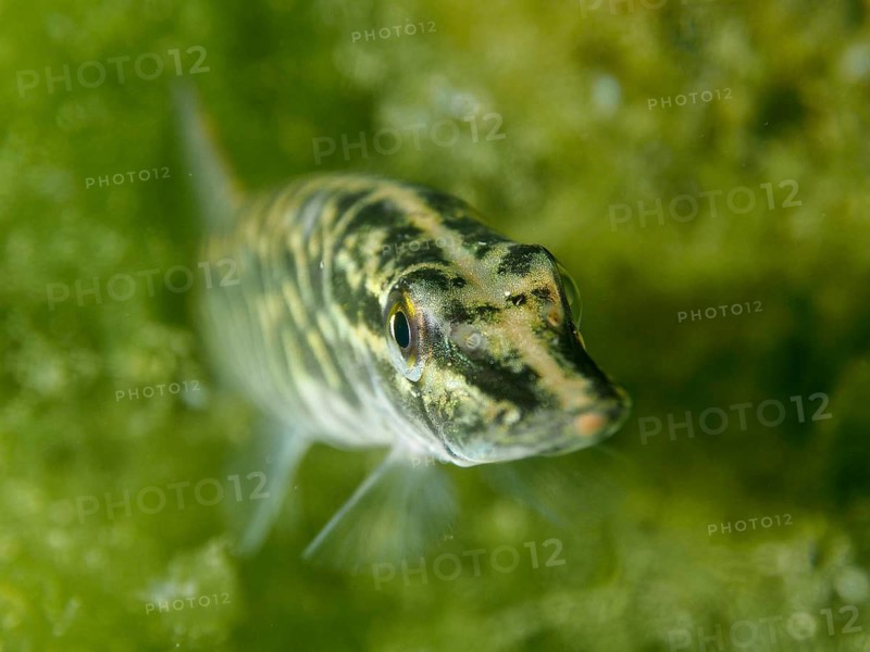 Pike (Esox lucius) with striped pattern in front of green algae, dive site Zollbrücke, Rheinau, Canton Zurich, Rhine, High Rhine, Switzerland, Jestetten, Germany