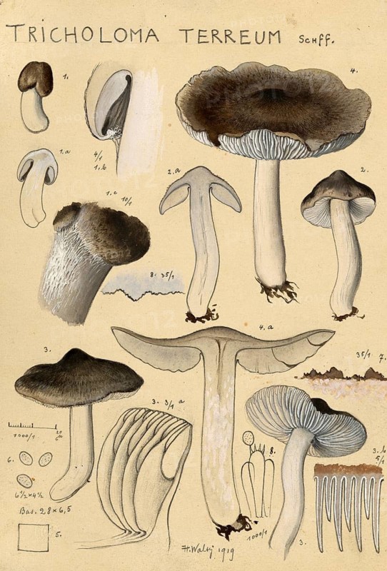 Mushroom, fungus, grey knight, Tricholoma terreum, authentic reproduction of an illustration by Hans Walty (1868-1948) from about 1915, historical