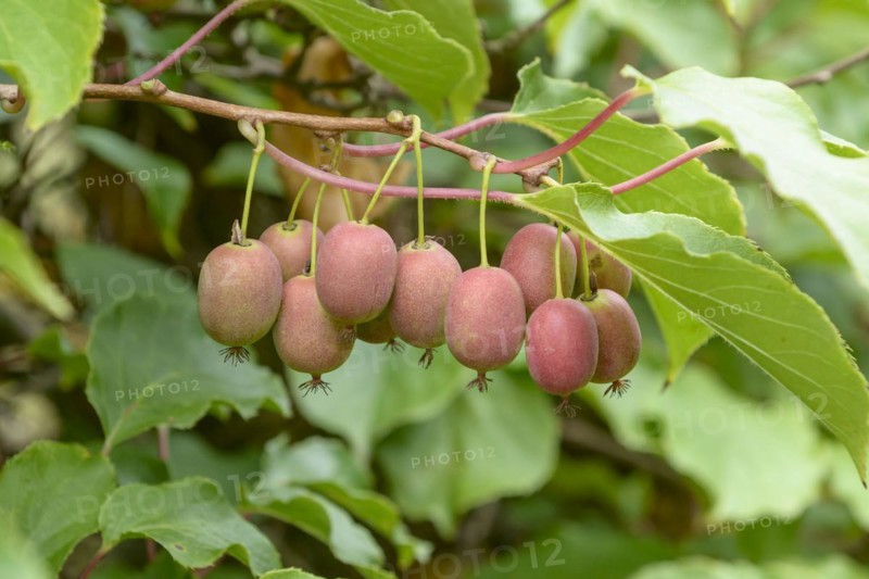 Mini kiwi (Actinidia arguta WEIKI ®)