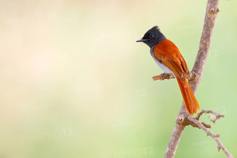 African Paradise Flycatcher, African Paradise-Flycatcher, African Paradise-flycatcher, (Terpsiphone viridis), Tchitrec d'Afrique, Monarca-colilargo Africano, Tawi Atayr, Salalah, Dhofar, Oman