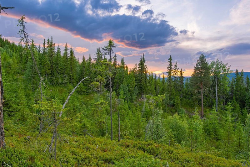 View of a clearing in the forest at sunset in the mountains, Gol, Halligdal, Buskerud, Norway