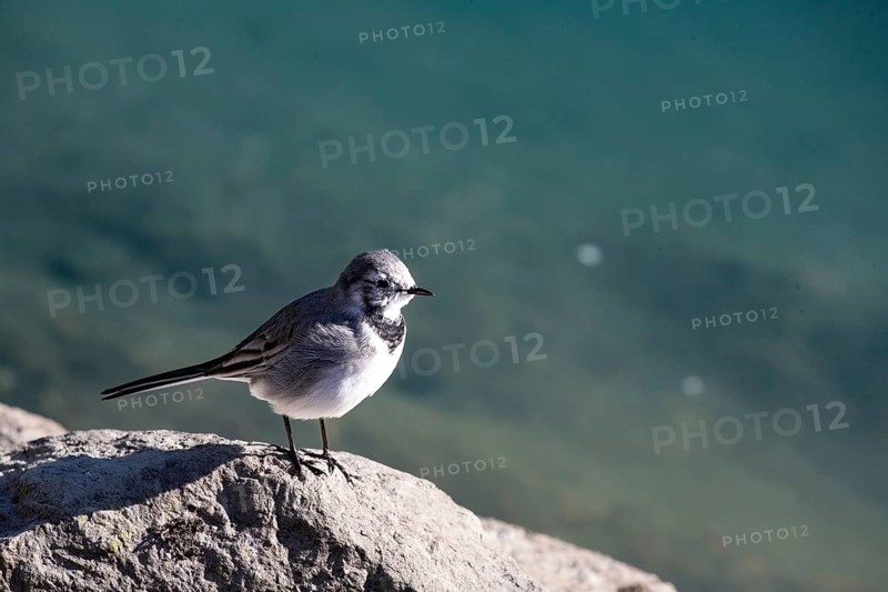 A bird perched on a rock with water in the background in bright sunshine, white wagtail (Motacilla alba), perched, habitat, foraging, bird, birds, animals, songbird, family of waders and pipits, Norway
