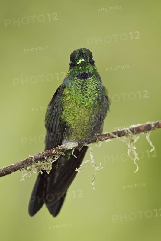 Green-crowned Brilliant (Heliodoxa jacula), Ecuador