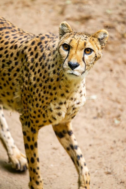 Cheetah (Acinonyx jubatus) walking around on the ground, Germany