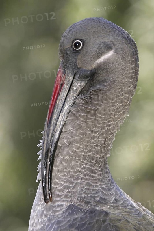 Hadada Ibis (Bostrychia hagedash), Arizona, USA