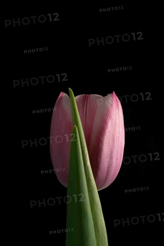 Close-up of delicate pink tulips set against a stark black background, highlighting their vibrant colors and graceful form, perfect for floral-themed designs and projects