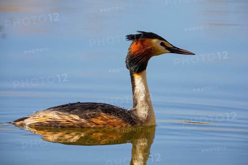 Great Crested Grebe (Podiceps cristatus) Germany