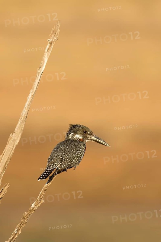 Reuzen Ijsvogel, Giant Kingfisher, Megaceryle maxima