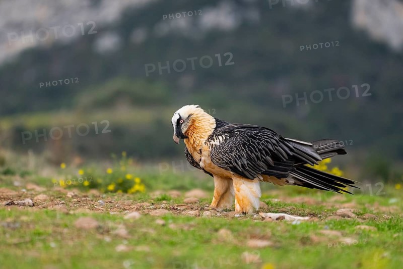 Bearded Vulture (Gypaetus barbatus) adult bird, Pyrenees, Lleida, Spain