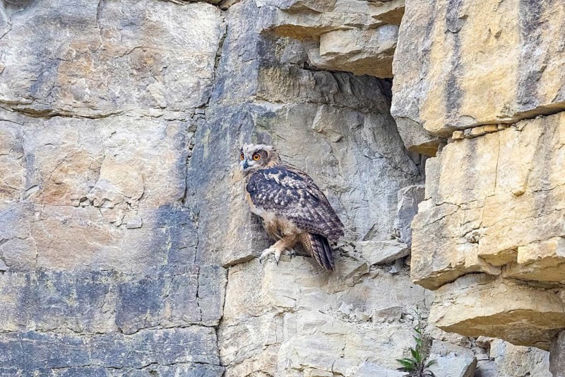 Eurasian Eagle-owl (Bubo bubo) young birds in the rock face Germany