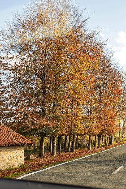 A serene rural road lined with vibrant autumn trees, bathed in the soft glow of morning light The leaves display warm hues, capturing the essence of fall's beauty