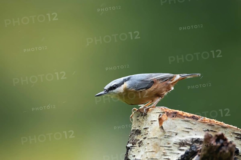 Eurasian nuthatch (Sitta europaea) adult bird on a tree stump in a woodland, England, United Kingdom