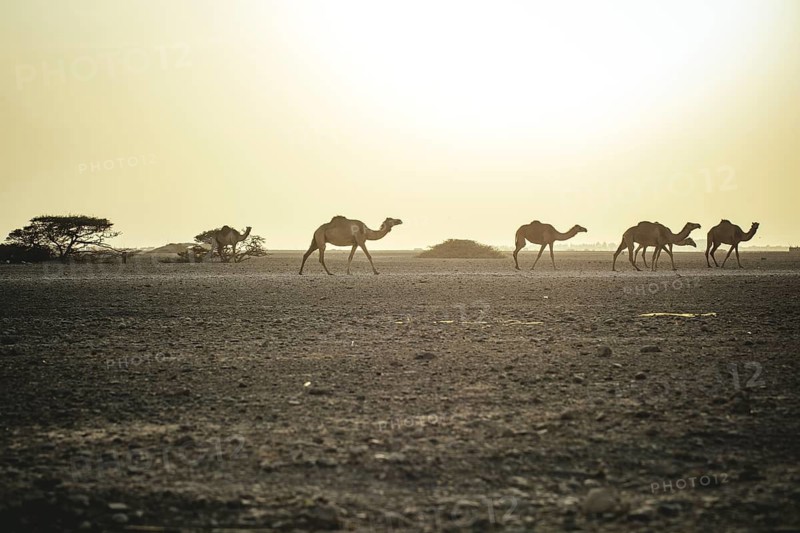 Dromedaries (Camelus dromedarius) on their way home from the pasture to the farm, Dhofar, Oman