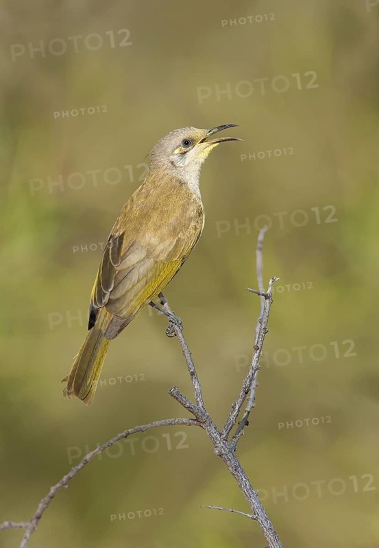 Brown Honeyeater (Lichmera indistincta) singing, Australia