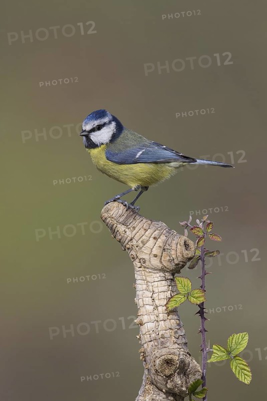 Eurasian Blue Tit (Cyanistes caeruleus), Portugal