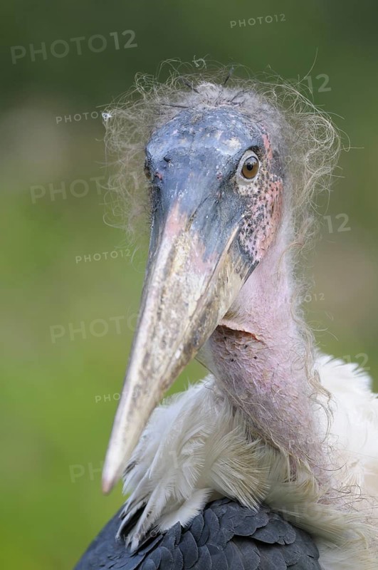 Marabu (Leptoptilos crumeniferus), Marabou Stork, Portrait, Oktober, Heimat: Sued- und Ostafrika, captive, Zoo, Nordrhein-Westfalen, Deutschland