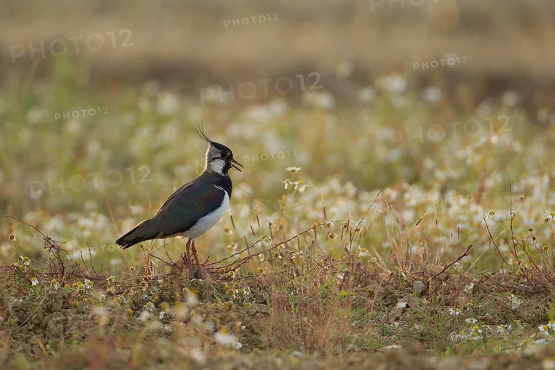 Northern lapwing or Green plover (Vanellus vanellus) adult wading bird calling in an arable farmland field with wild flowers in summer, Suffolk, England, United KIngdom