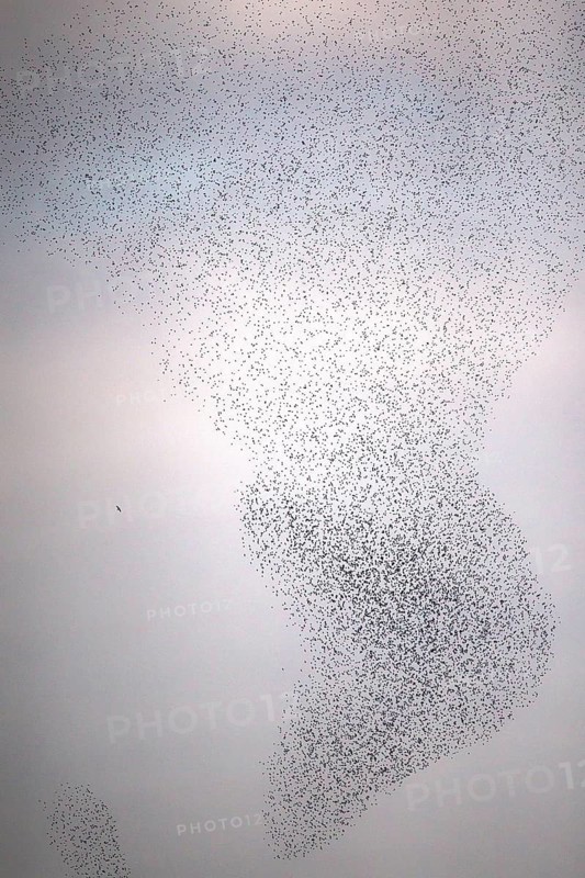 Common Starling (Sturnus vulgaris) huge flock flying in formation with Peregrine Falcon (Falco peregrinus), Rhineland-Palatinate, Germany