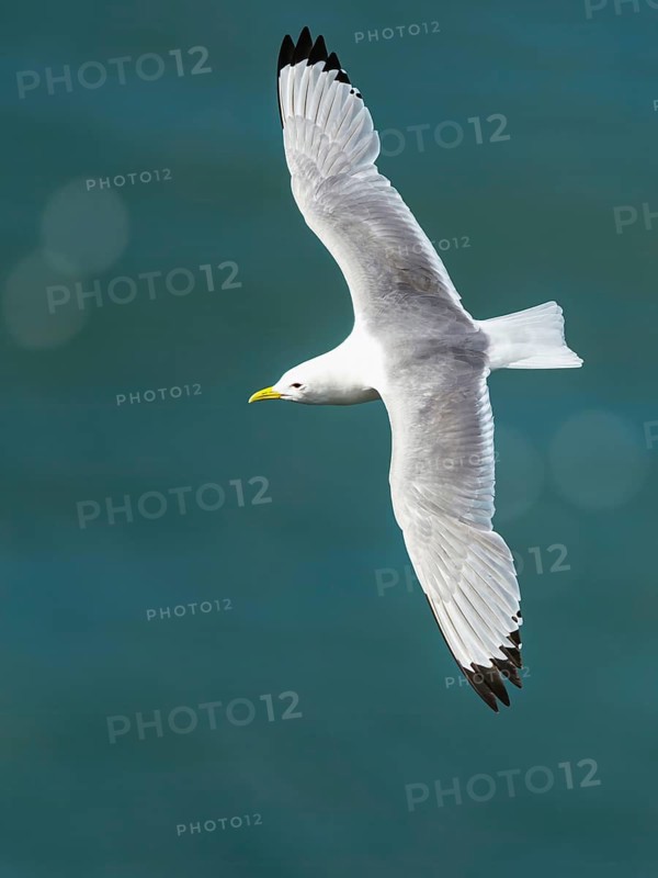 Black-legged Kittiwake, Rissa tridactyla, bird in flight over sea