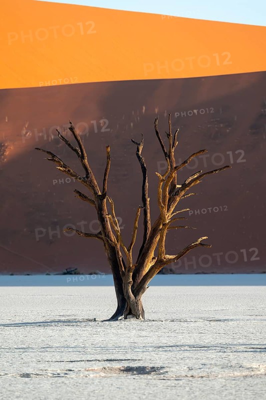 Dead trees in front of red sand dunes, white salt pan Dead Vlei, Sossusvlei, Namib, Namib Desert, Namibia